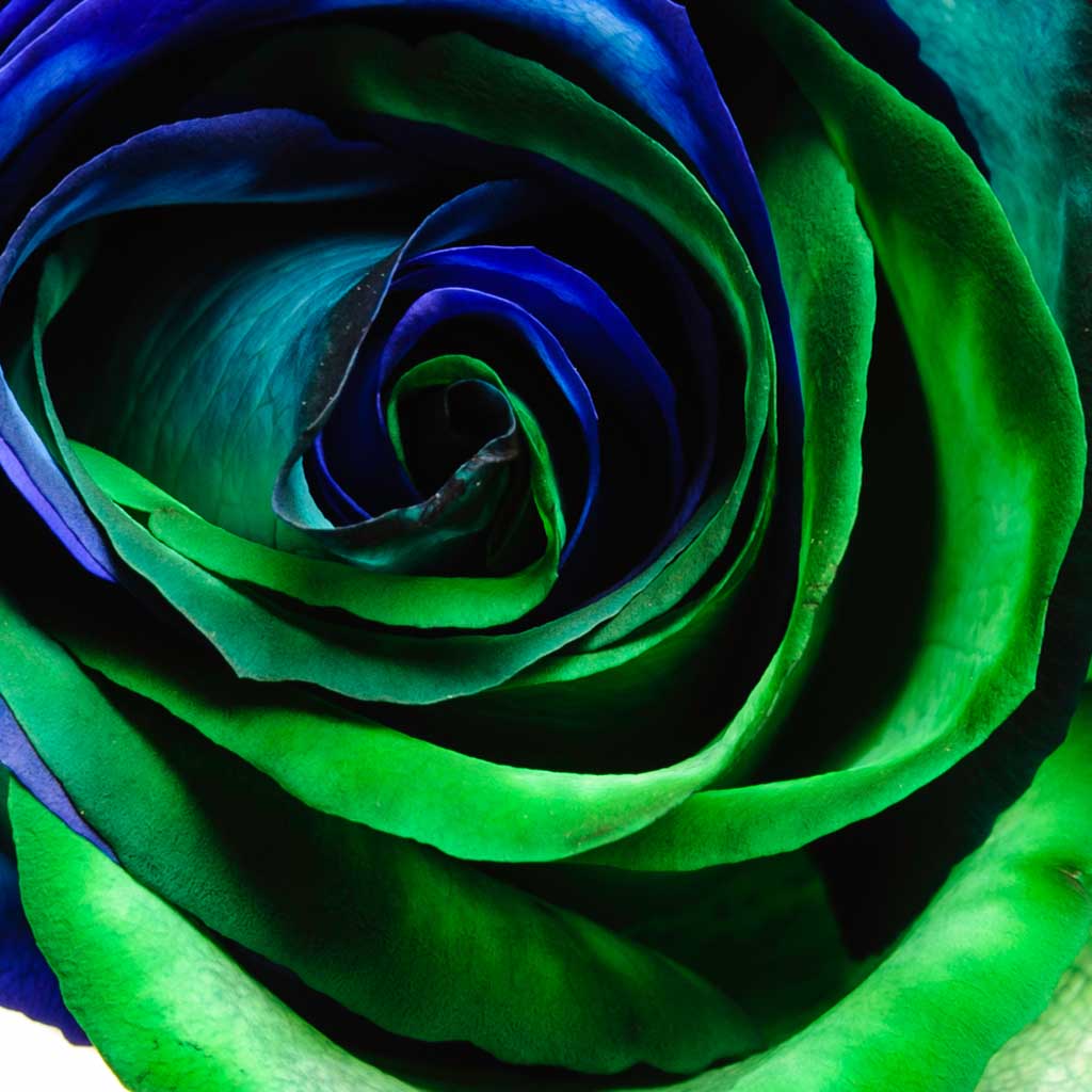blue green roses