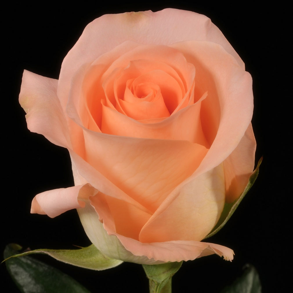 tiffany peach rose